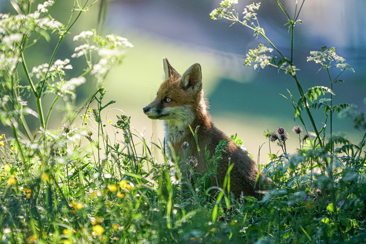fox, mammal, animal, nature, wild, portrait, hairy, outdoors, animals, cute, adorable, fur, fauna, fuchs, fuchs, fuchs, fuchs, fuchs, fuchs